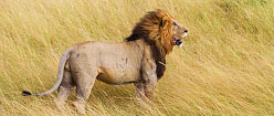 Lion 1