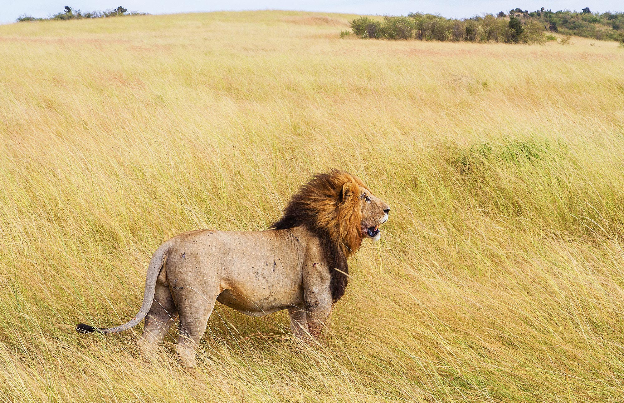 Lion