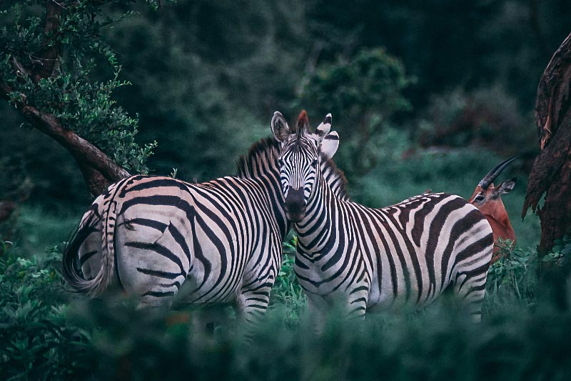 Zebras