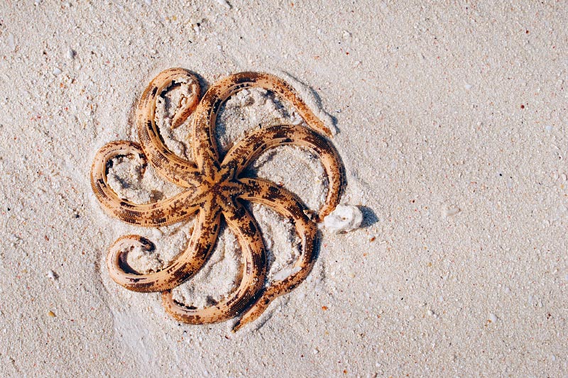Starfish