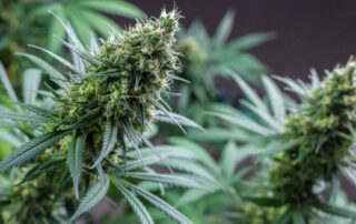 Cannabis Plant 1