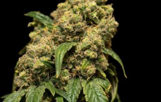 Cannabis Ready to Harvest Cannabis Ready to Harvest