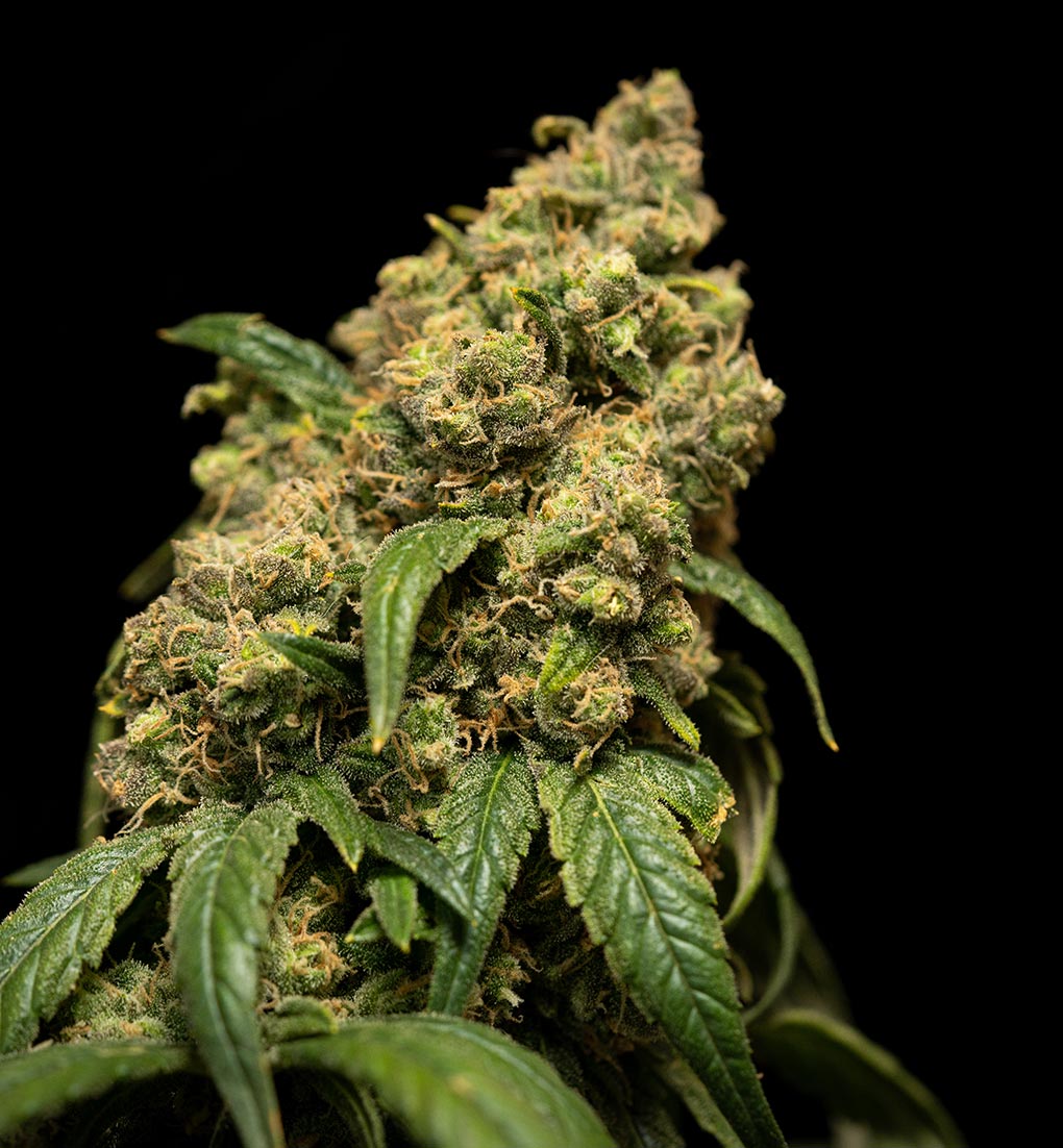 Cannabis Ready to Harvest