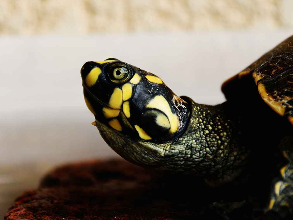 Turtle