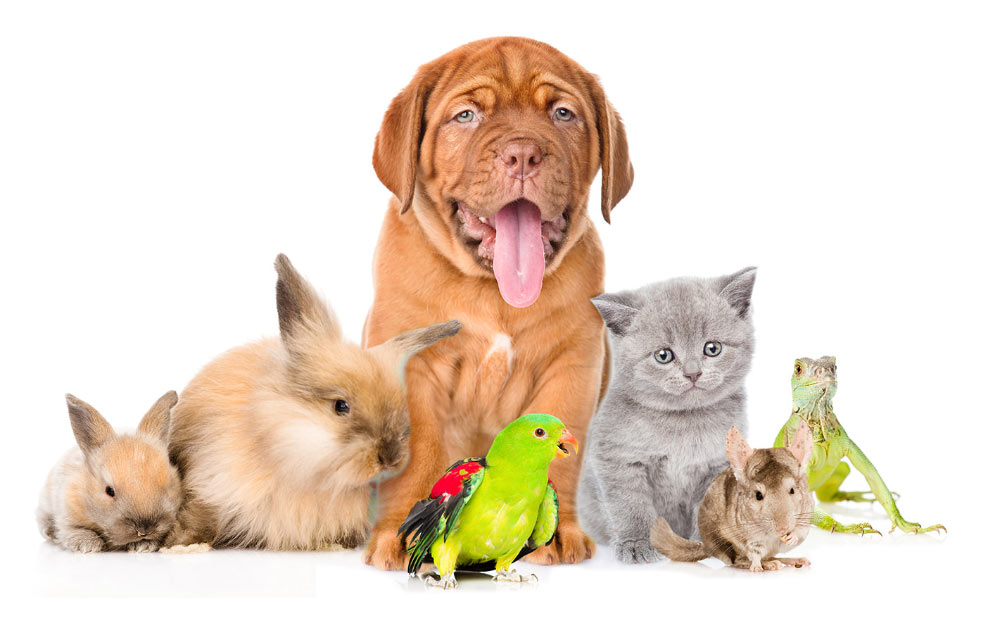 Group of Different Animals
