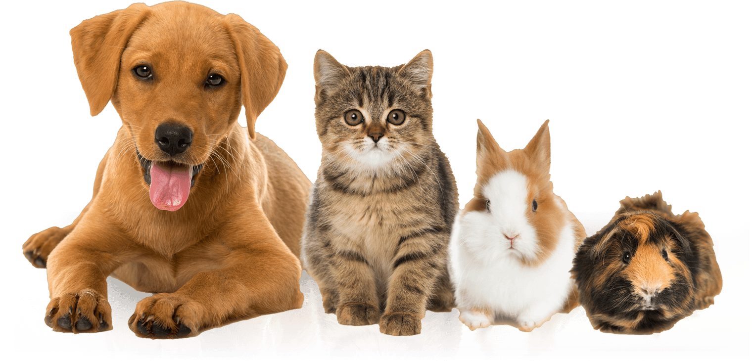 Group of Different Animals 1 Group of Different Animals 1